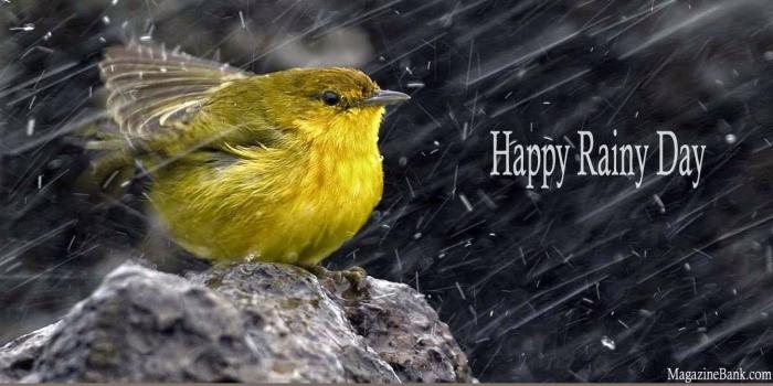 1341x1000 55+ Best Rainy Day Wish Pictures And Photos
