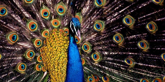 1024x768 Peacock wallpaper | 1024x768 | #40779