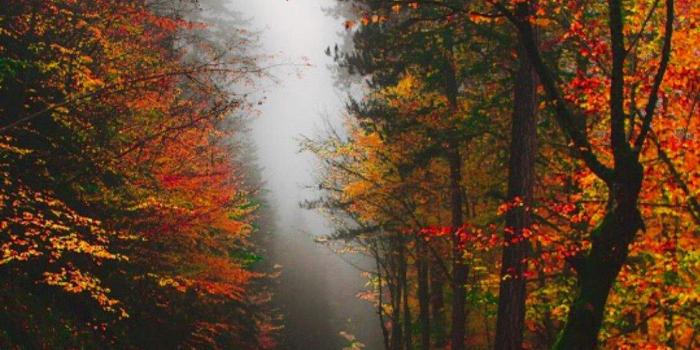 1124x1678 Beautiful Rain Wallpapers for Cool WhatsApp Status and Display Pictures