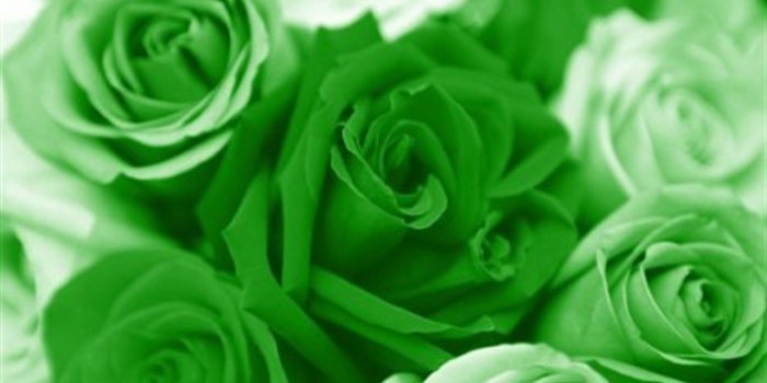 1280x820 Flowers: Gorgeous Flowers Green Roses Flower Wallpapers Free