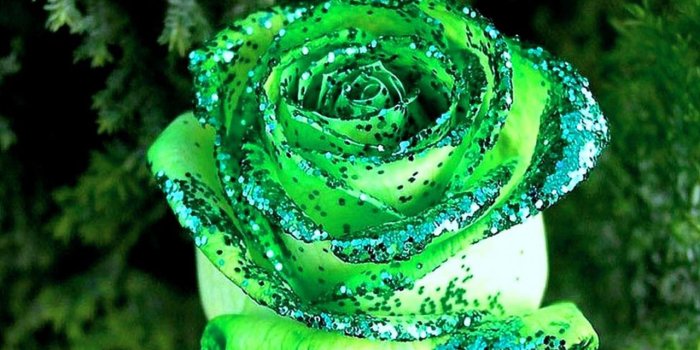 1280x1024 Free download Chic Green Rose Wallpapers Rose Flower images Rose