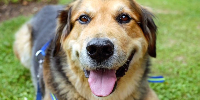4896x3215 Brown And Black Medium Size Dog - Free Stock Photo, Image, Wallpaper