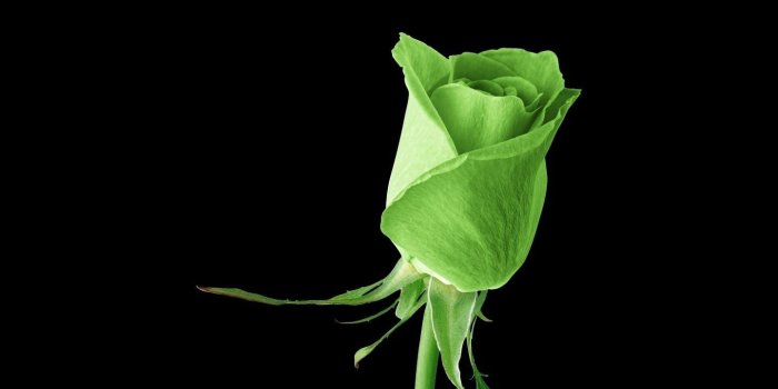 1440x1280 Green Rose Best Wallpaper 34615 - Baltana