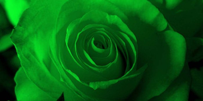 1133x850 Green Rose Wallpaper - Wallpapers Browse