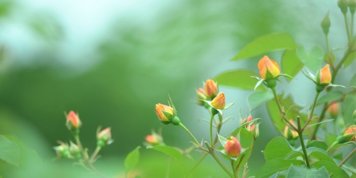 2048x1356 Blue Green Rose Wallpaper For Blackberry 13 Hd Wallpaper