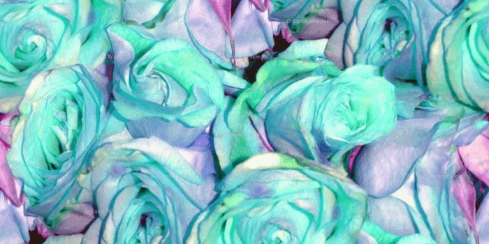 1008x807 45+ Mint Green Rose Wallpapers - Download at WallpaperBro