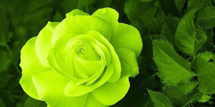 1280x1024 Flowers: Nature Green Rose Flower Wallpaper Red for HD 16:9 High