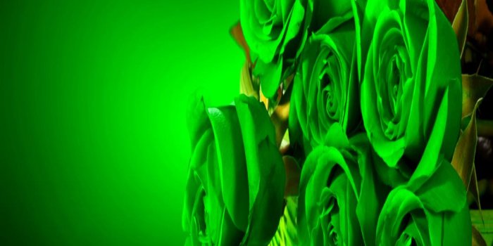1080x1920 Beautiful Green Rose Wallpapers