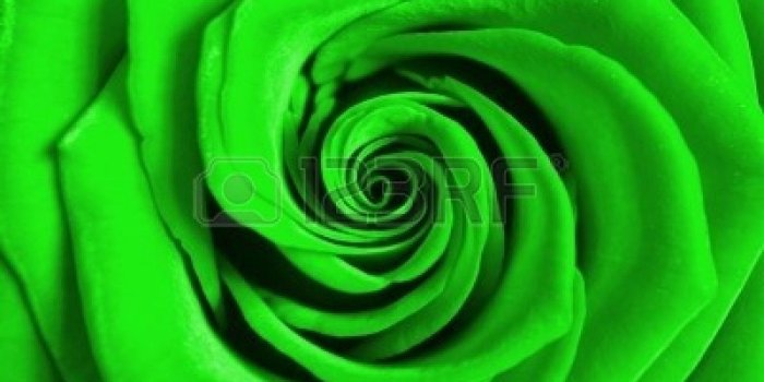 1200x1050 Flower: Lovely Cool Green Rose Flowering Color Beautiful Flowers