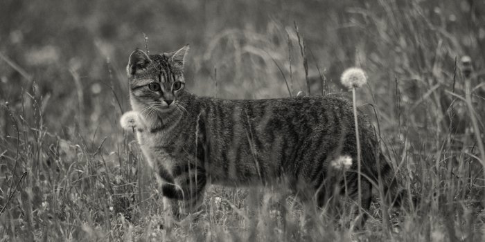 4928x3264 Grayscale Photo Of Short Furred Medium Size Cat On The Grass And