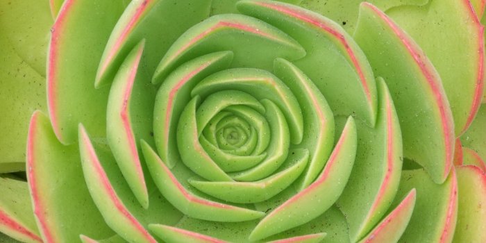 1920x1200 green flower images and wallpapers Download
