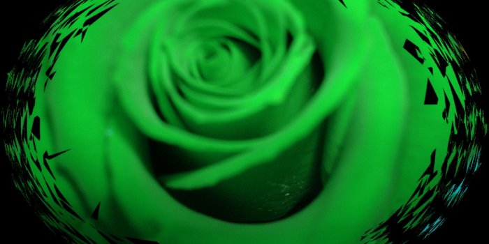 2592x1944 Green Rose Pictures | HD Wallpapers Pulse