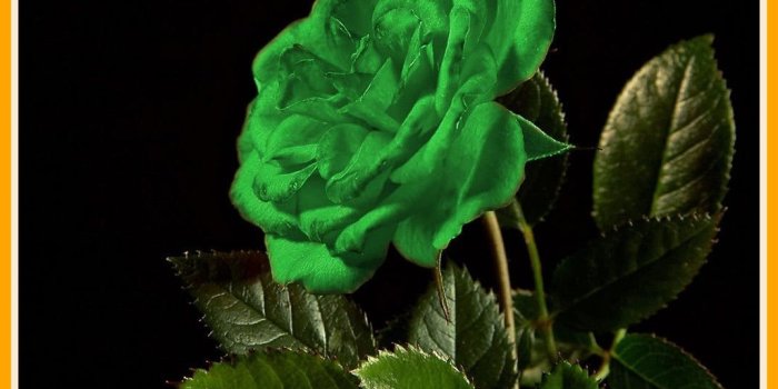 1074x818 Green Rose Wallpaper , (52+) Pictures
