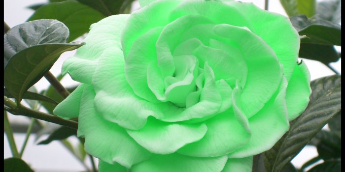 2848x2134 57+ Green Rose Wallpapers on WallpaperPlay