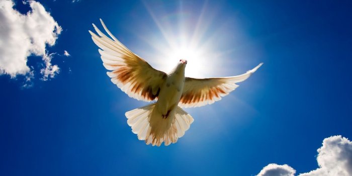 1600x1200 Other sizes: Small \ Medium \ Large \ Full Size | Birdy.... | Dove