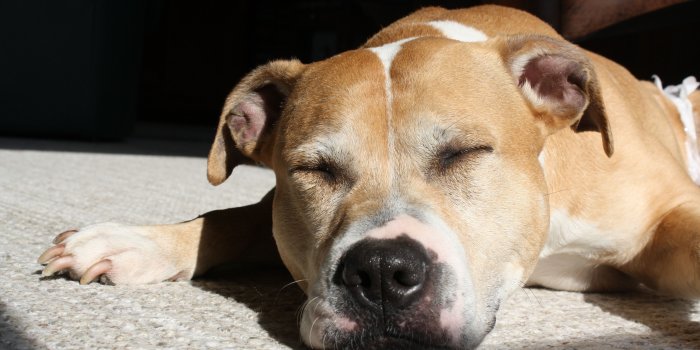3888x2592 brown and white medium size dog free image | Peakpx