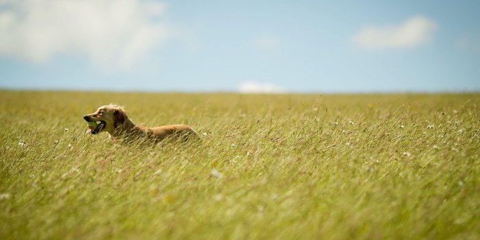 2560x1600 HD wallpaper: Playful dog in the grass, brown medium size dog