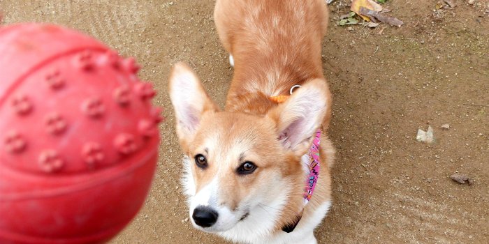 3017x2281 tan and white short coated medium size dog free image | Peakpx