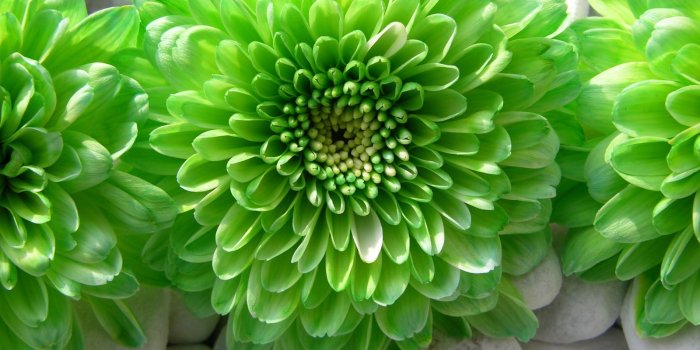 1600x1200 Green Flower Wallpaper - (52+ images)
