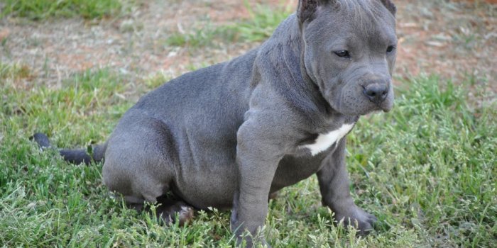 1600x1071 Pitbull, Dog, Puppy, Hd, Desktop, Wallpapers, Free, - Medium To