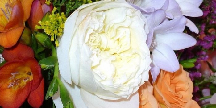 1440x2560 Flower Green Rose samsung galaxy note 4 Wallpapers HD 1440x2560