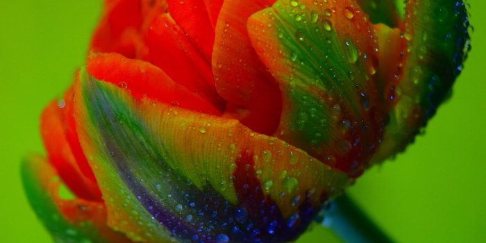 4000x6000 Closeup photo of red and green rose with water dews photography HD