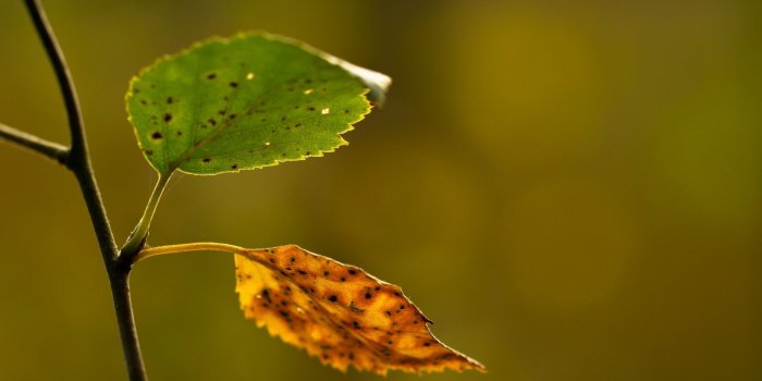 1920x1200 Dry and Green Rose Leafs | HD Flowers Wallpapers for Mobile and Desktop