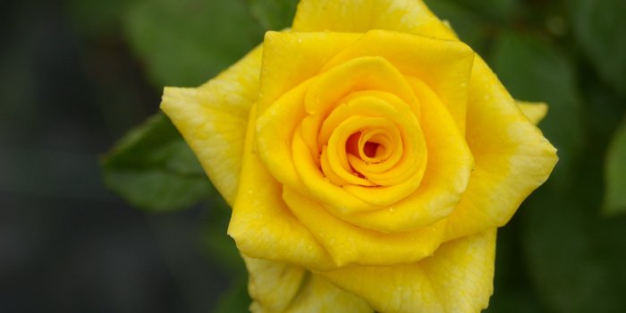 3008x2000 Nature Beautiful Green Rose Forever Flowers Yellow - Garden Roses