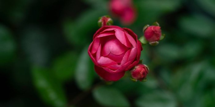 1125x750 Garden Roses, Flowering Plant, Green, Rose Family, Factory HD