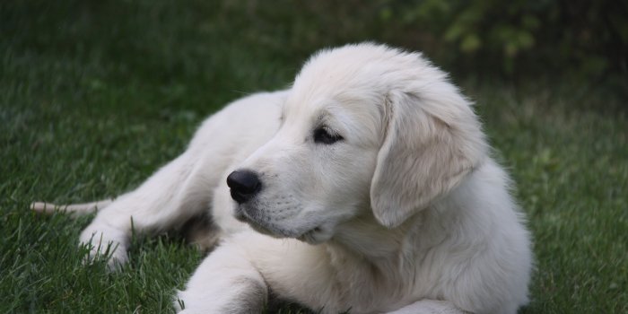 4752x3168 white short coated haired medium sized dog free image | Peakpx