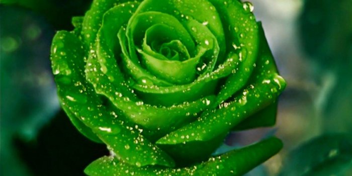 1280x1024 Flower Tag wallpapers Page 140: Rose Blue Flower Beauty Roses