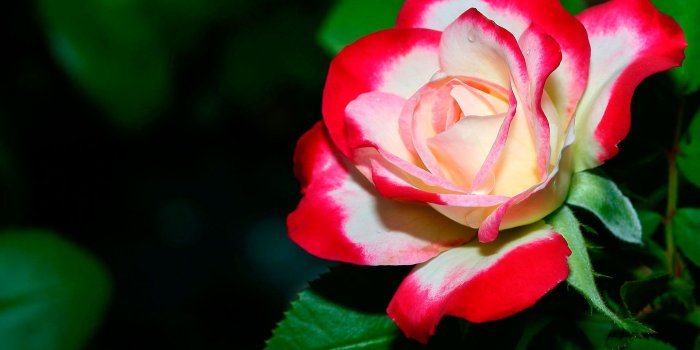 1920x1200 Green Rose Wallpapers HD Pictures One HD Wallpaper Pictures 1920x1200