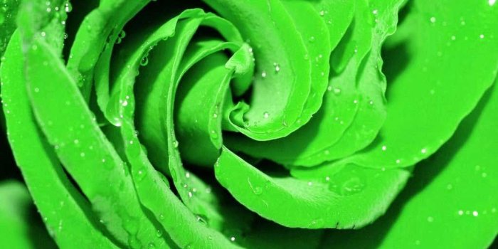 1024x768 Green Rose HD Wallpapers - flowershdwallpapers