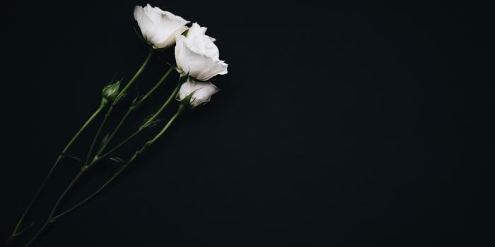 6720x4480 5279731 6720x4480 #Public domain images, #white flower, #desktop