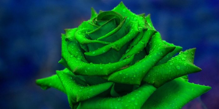 1366x768 Green rose HD Wallpaper 1366x768 - HD Wallpaper - Wallpapers.net