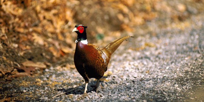 1024x768 Free Pheasant wallpaper | 1024x768 | #13141