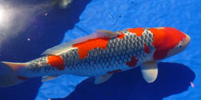 1600x900 Koi Fish - Koi Free Wallpaper & Backgrounds - Larutadelsorigens