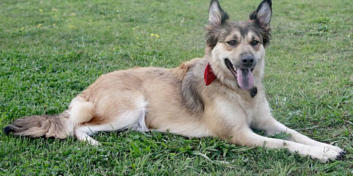 4132x2516 tan and black short coat medium size dog free image | Peakpx