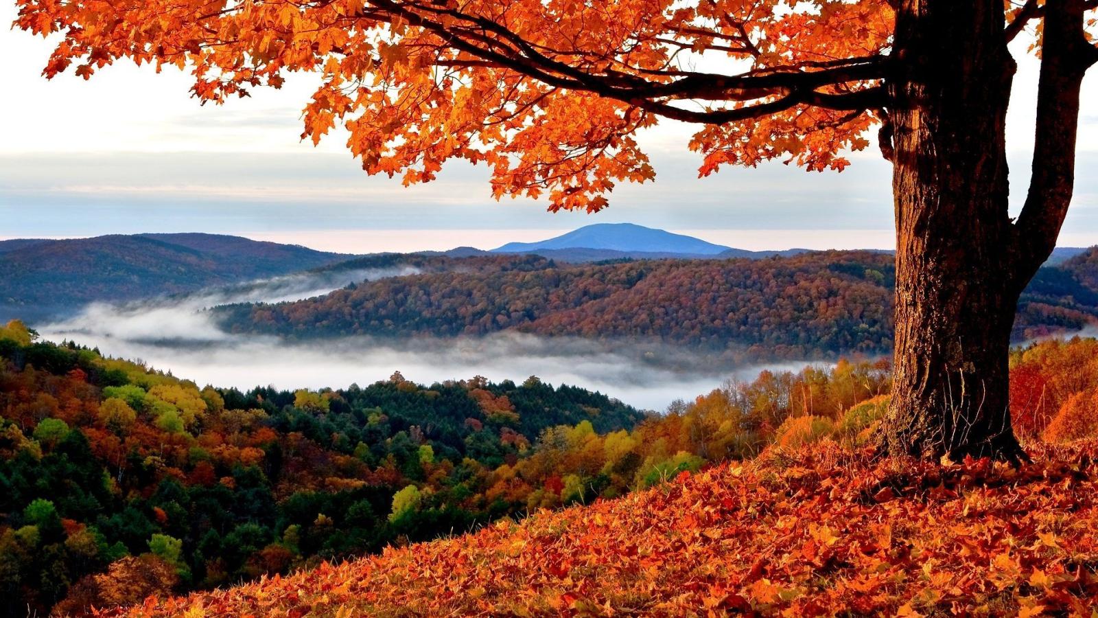 1920x1080 Mountain: Fog Gold Tree Foliage Mountains Autumn Mountain Wallpaper