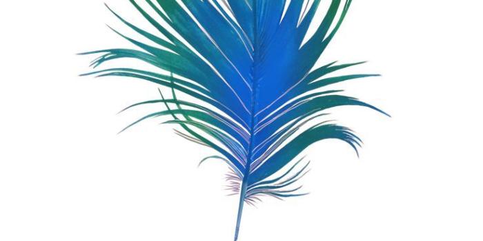 736x1308 iPhone Wallpaper | Feather, Turquoise, Fashion accessory, Plant