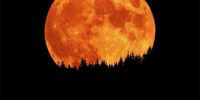 1440x1080 Sky: Moon Harvest Trees Full Fantasy Bright Black Silhouette Orange