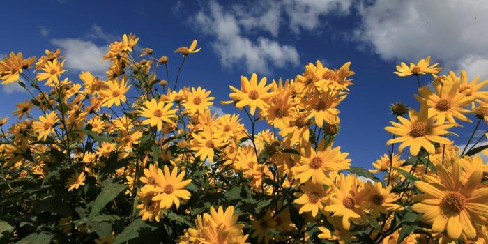 2560x1600 Yellow daisies wallpaper - Flower wallpapers - #33586