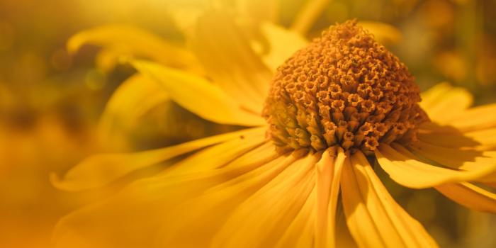 1920x1080 Yellow Daisy Wallpaper - Wallpaper Stream