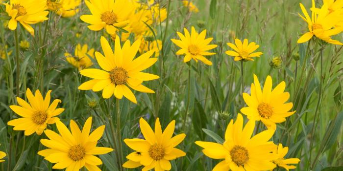 3872x2592 yellow daisy flower field free image | Peakpx