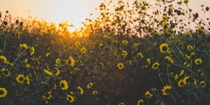 1920x1080 Yellow Daisy Flowers during Sunset Wallpaper - Wallpaper Stream