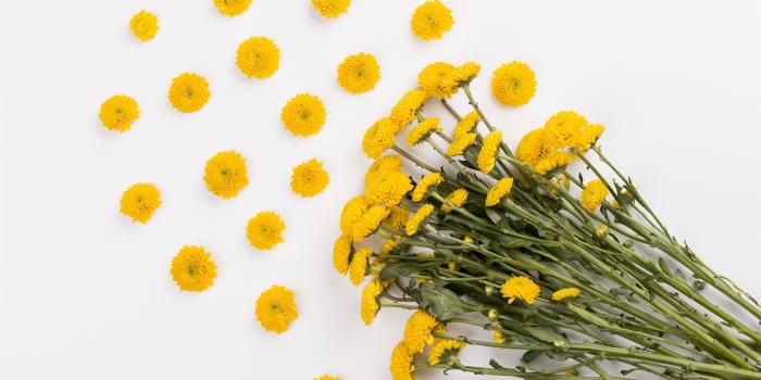 2880x1800 Wallpaper Yellow daisy, bouquet, white background 2880x1800 HD