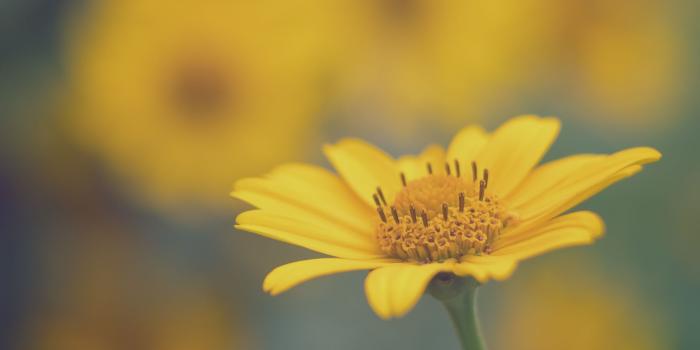 1920x1440 Yellow Daisy Flower Macro ❤ 4K HD Desktop Wallpaper for 4K Ultra HD