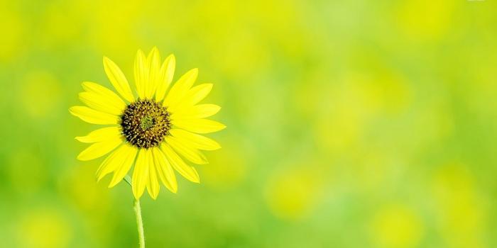 1920x1080 Yellow daisy wallpaper - Flower wallpapers - #20866