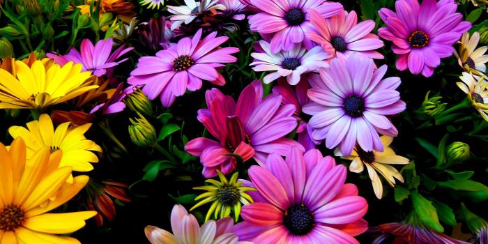 3840x2400 Purple Yellow Daisy Flowers wallpapers | Freshwallpapers