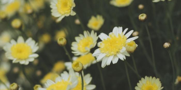 938x1668 Download wallpaper 938x1668 oxeye daisy, chamomile, flowers, field